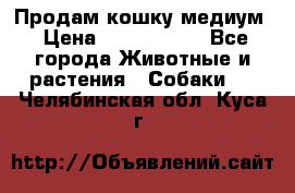 Продам кошку медиум › Цена ­ 6 000 000 - Все города Животные и растения » Собаки   . Челябинская обл.,Куса г.